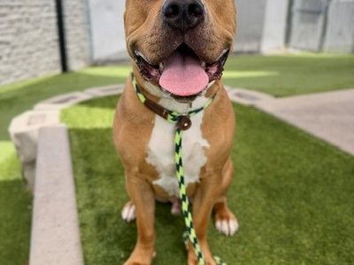 A163734 Scooby, Available for Adoption