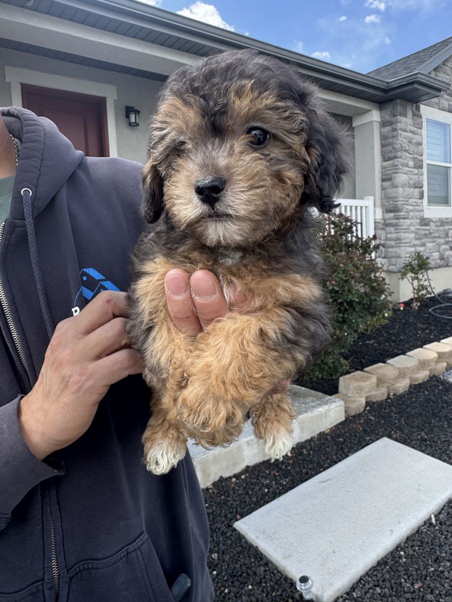 Female Maltipoo Puppies