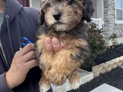 Female Maltipoo Puppies