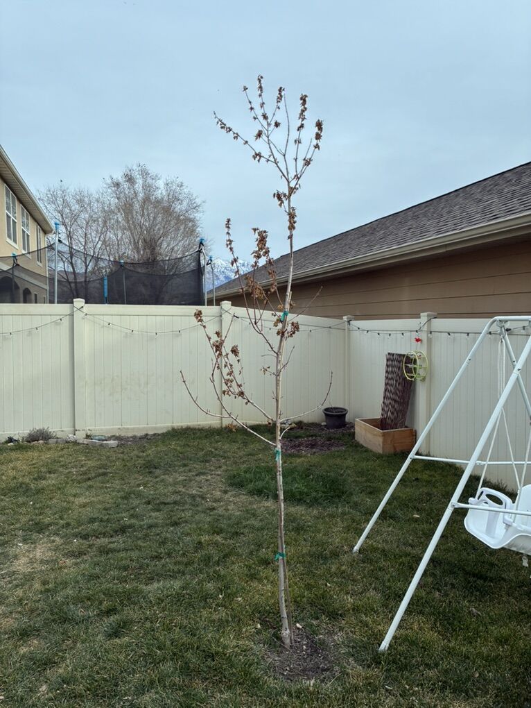 Redpointe Maple Tree