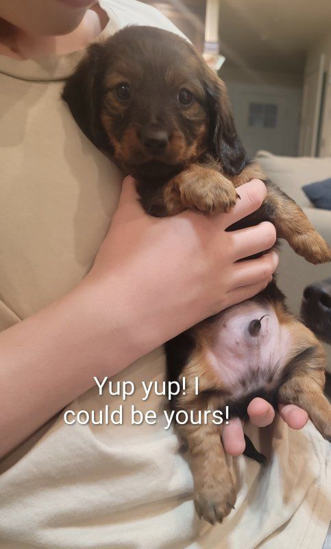 Longhaired Miniature Dachshund Puppies