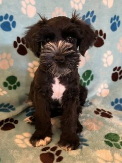 AKC Miniature Schnauzer Puppy - Black with White Markings - Orion