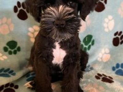 AKC Miniature Schnauzer Puppy - Black with White Markings - Orion