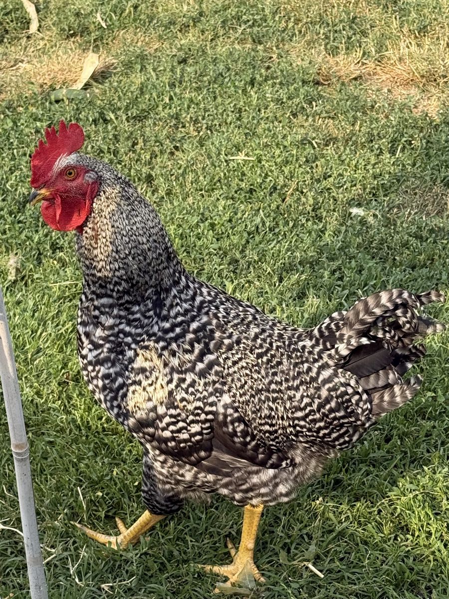Free Barred Rock Rooster, Male, Poultry, Chicken