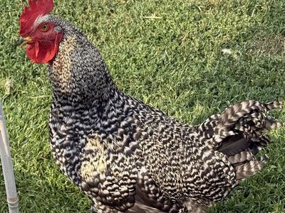 Free Barred Rock Rooster, Male, Poultry, Chicken