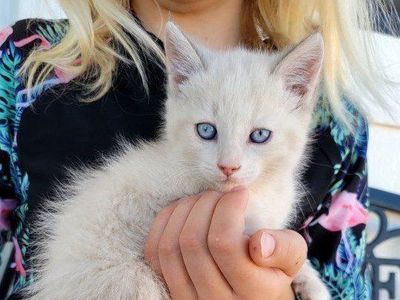 Ragdoll Mix Kittens