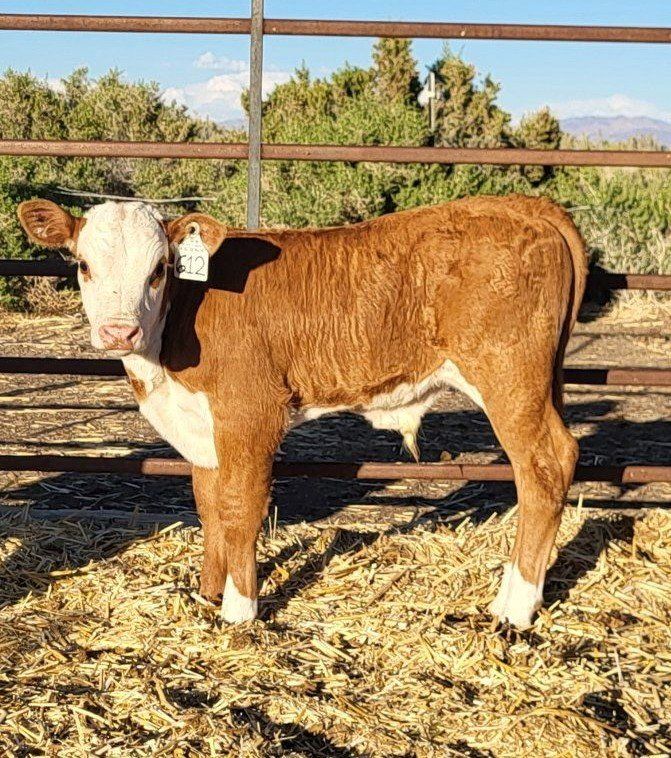 Registered Hereford pairs