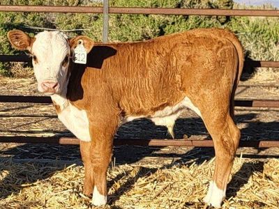 Registered Hereford pairs