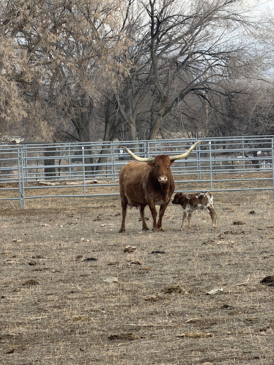 Long horn and calf