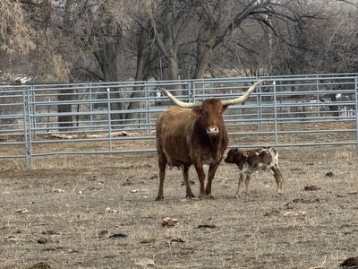 Long horn and calf