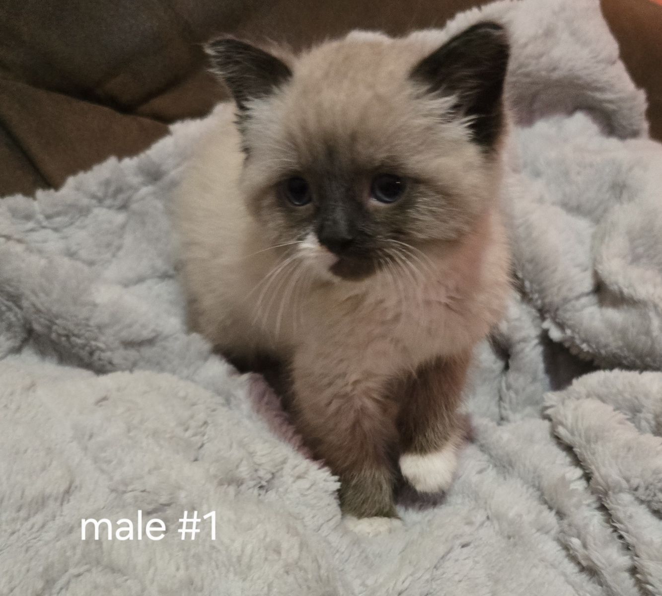 Half Ragdoll kittens