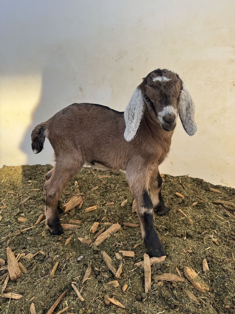 Nubian Goat Buckling – Born Easter (4/5)