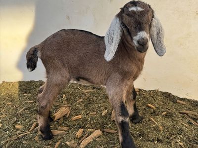 Nubian Goat Buckling – Born Easter (4/5)