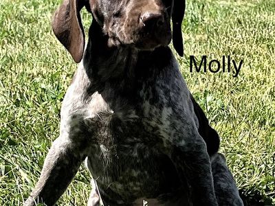German shorthair puppies