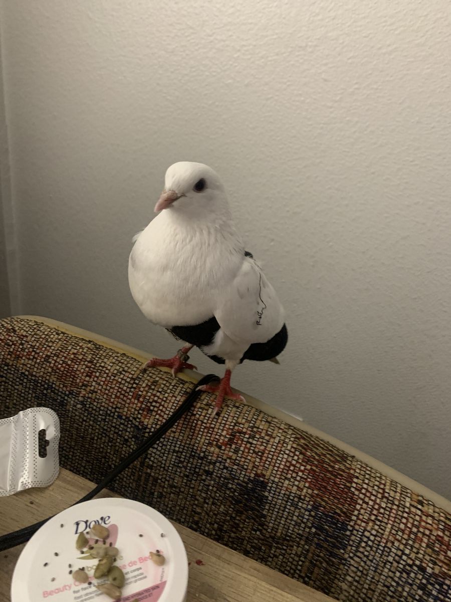 i need gone TODAY roller pigeon for sale