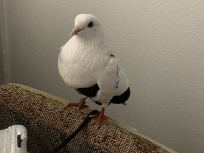 i need gone TODAY roller pigeon for sale