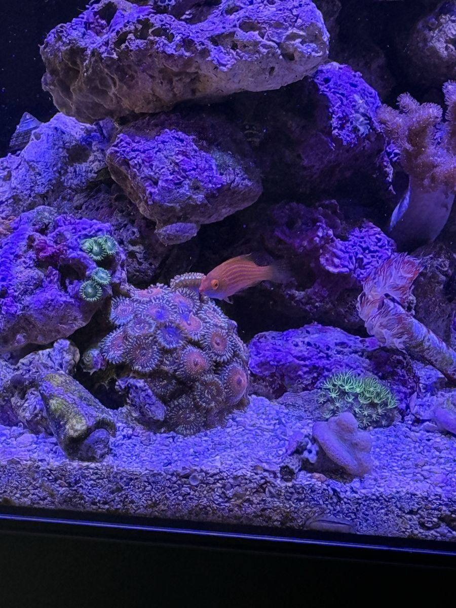 Wrasse 