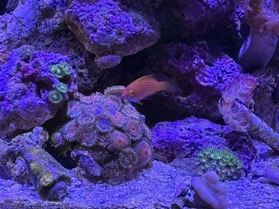 Wrasse