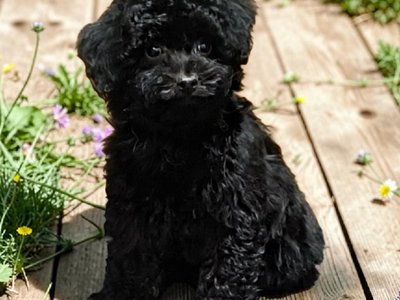 Tiny Multigeneration Cavapoo Puppies (Cavalier Poodle)