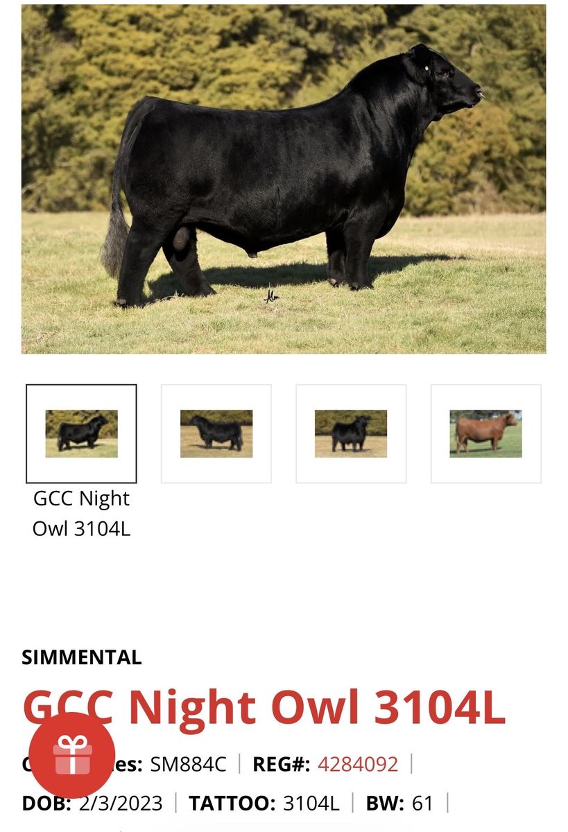GCC Night Owl Fall Heifer
