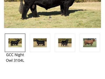 GCC Night Owl Fall Heifer