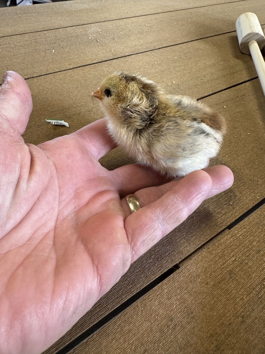 Free Chicks