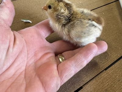 Free Chicks