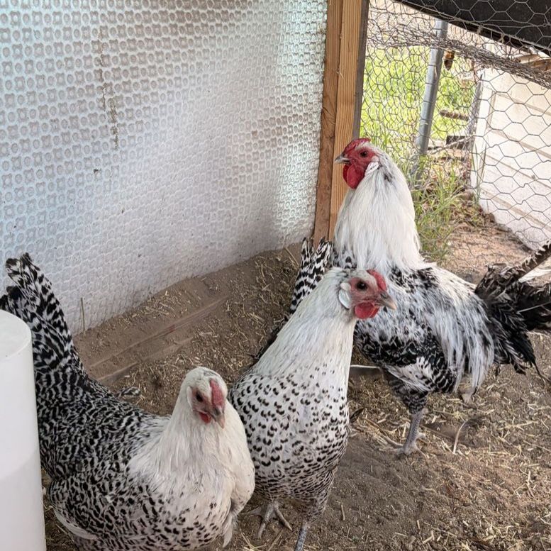 Silver Deathlayer hatching eggs