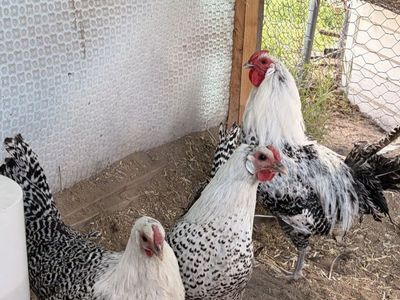Silver Deathlayer hatching eggs