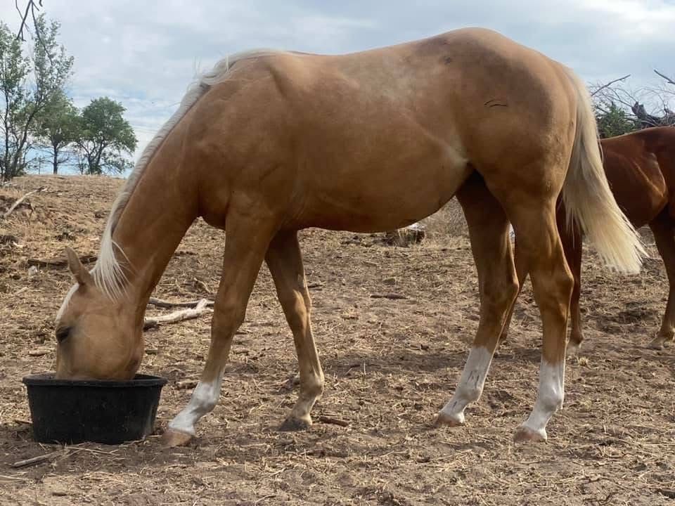6 Year Old Palomino Gelding