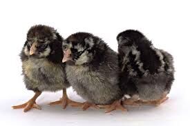 SILVER LACED WYANDOTTE CHICKS