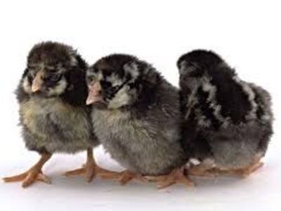 SILVER LACED WYANDOTTE CHICKS