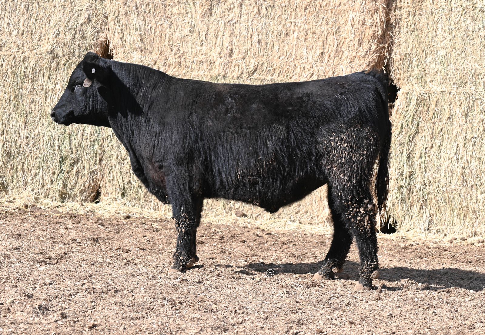 SimAngus Bulls Available