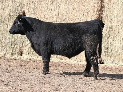 SimAngus Bulls Available