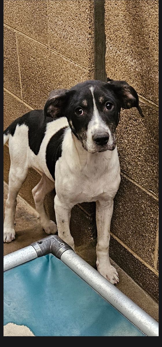 Vega, 4 month old pointer mix puppy