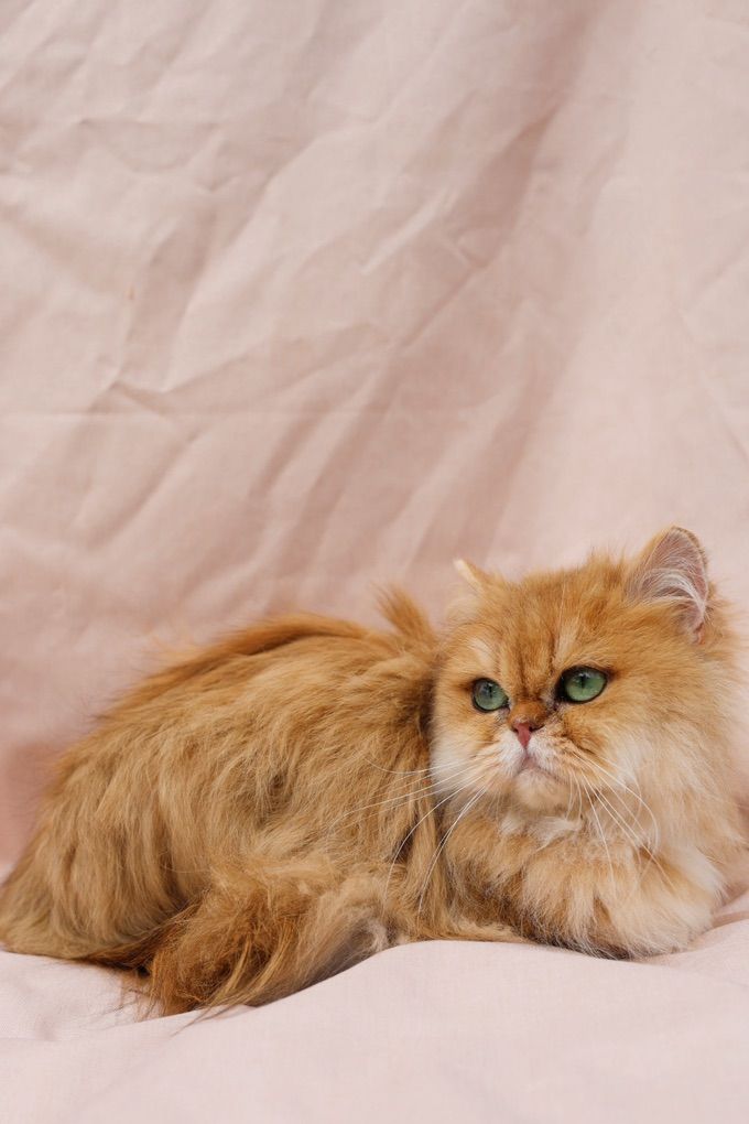 Imported Pedigreed British Longhair