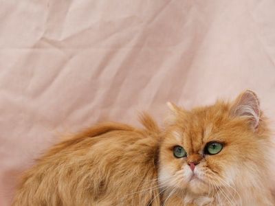 Imported Pedigreed British Longhair