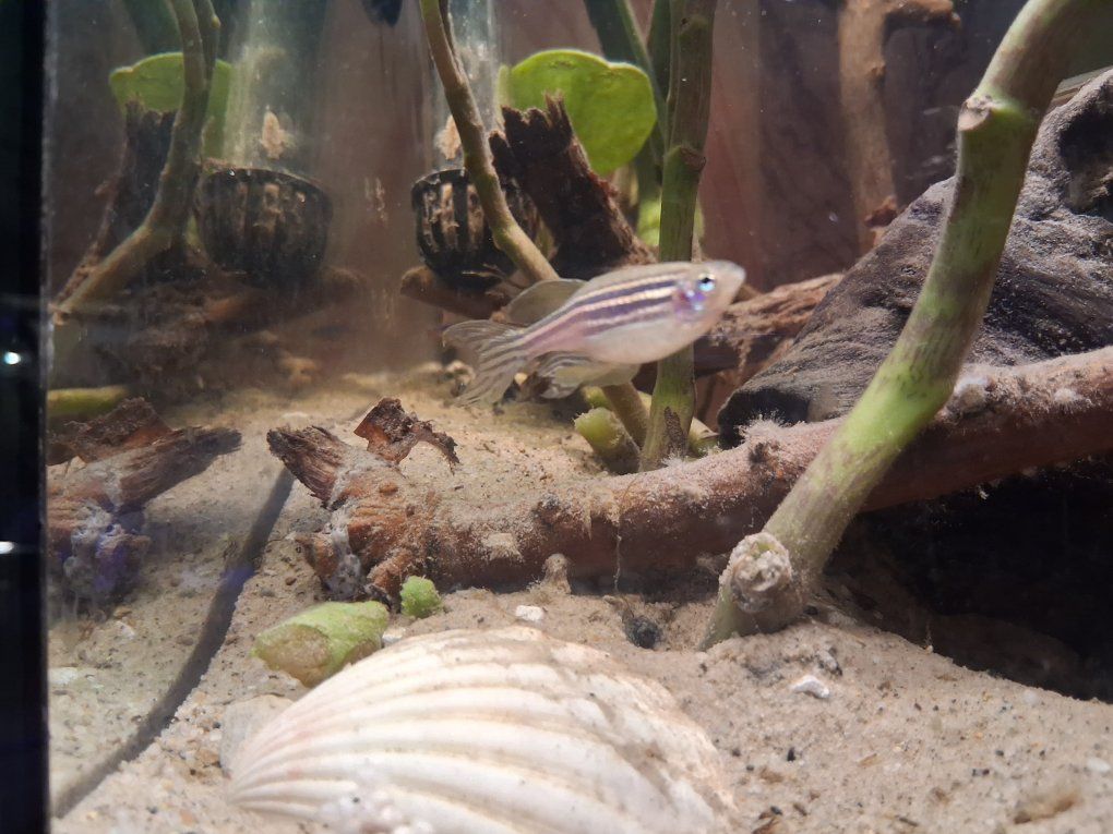 8 Zebra Danios