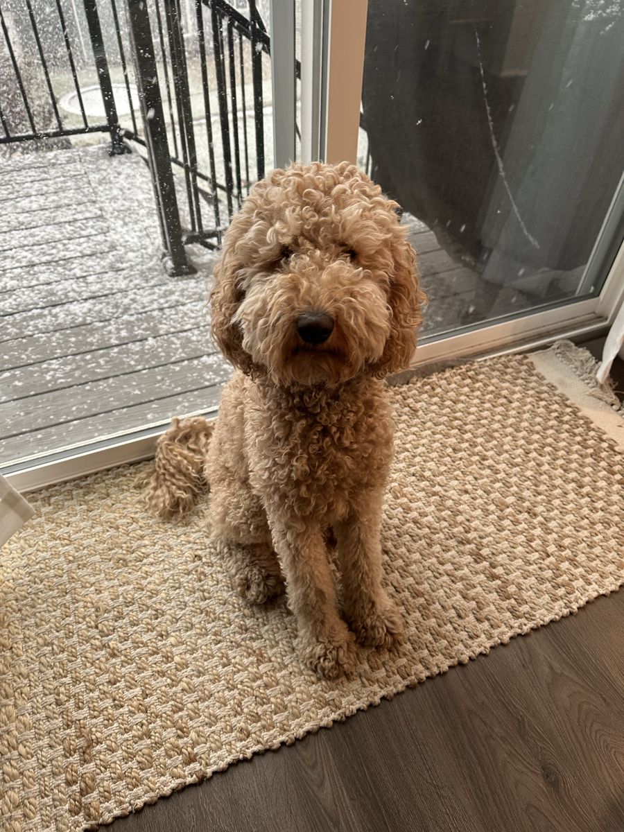 Mini Goldendoodle Female