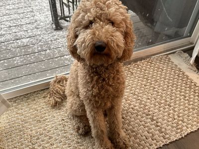 Mini Goldendoodle Female