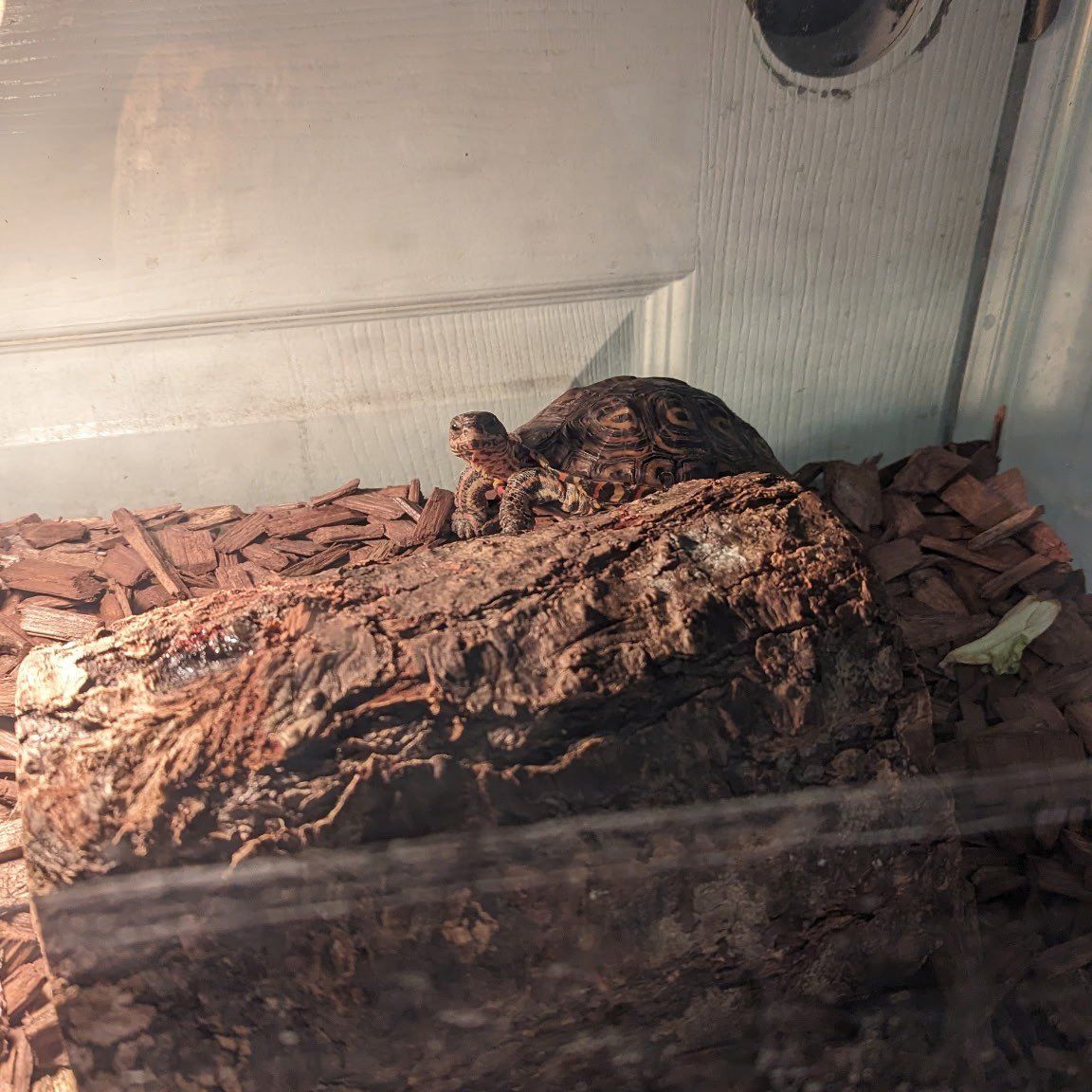 red eared slider turtle