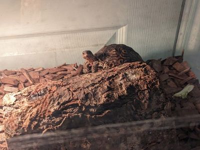 red eared slider turtle