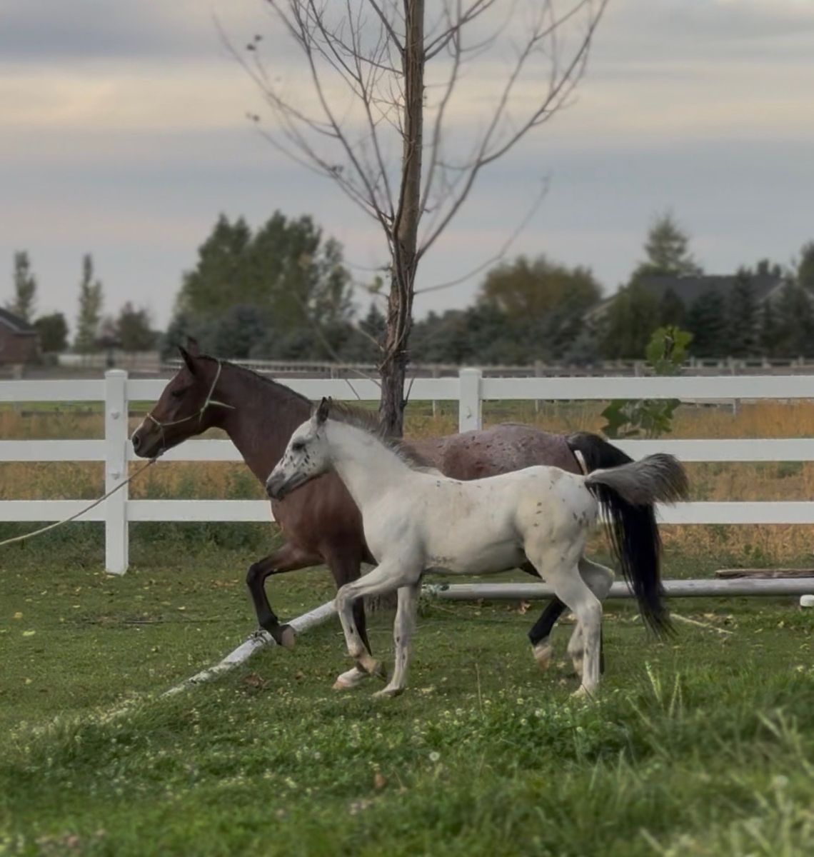 Welsh Mare And Appaloosa Colt