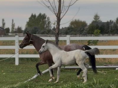 Welsh Mare And Appaloosa Colt