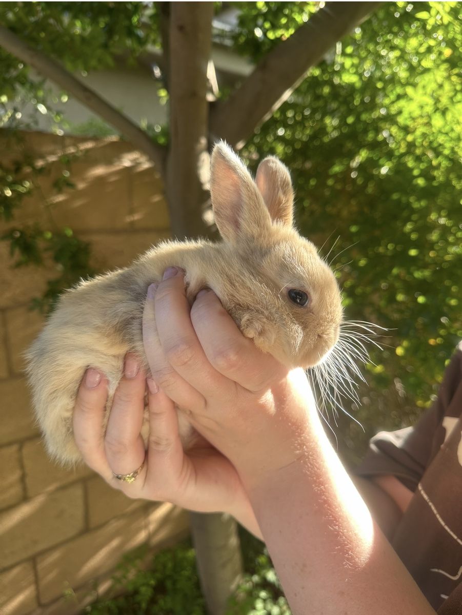 Bunnies for sale