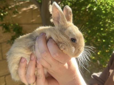 Bunnies for sale