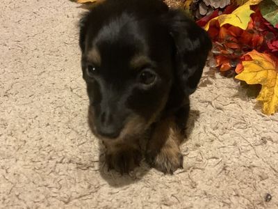 AKC Godzilla Had Babies!