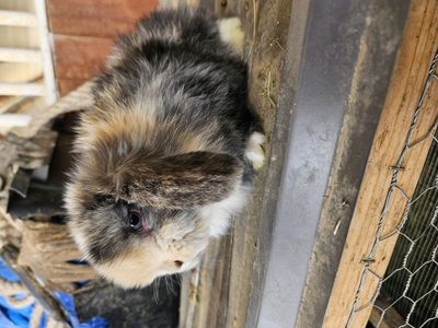 Holland lop babies