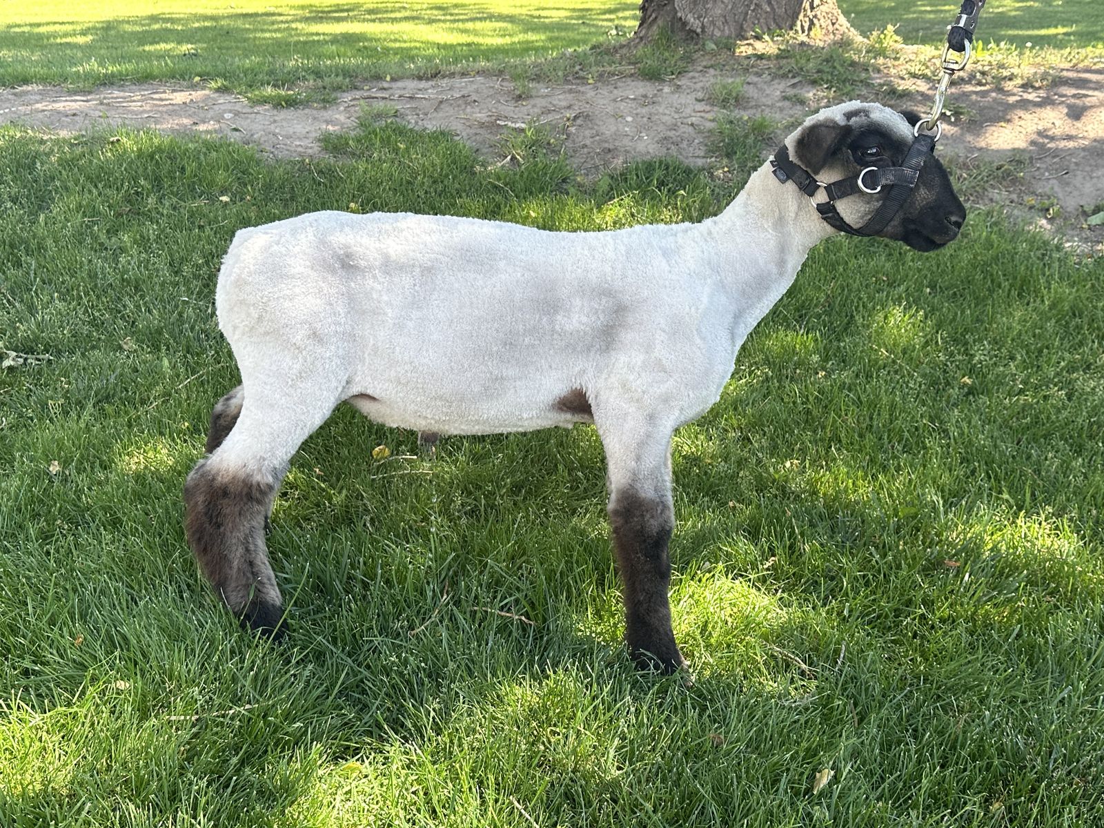 Show Lamb