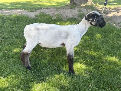 Show Lamb